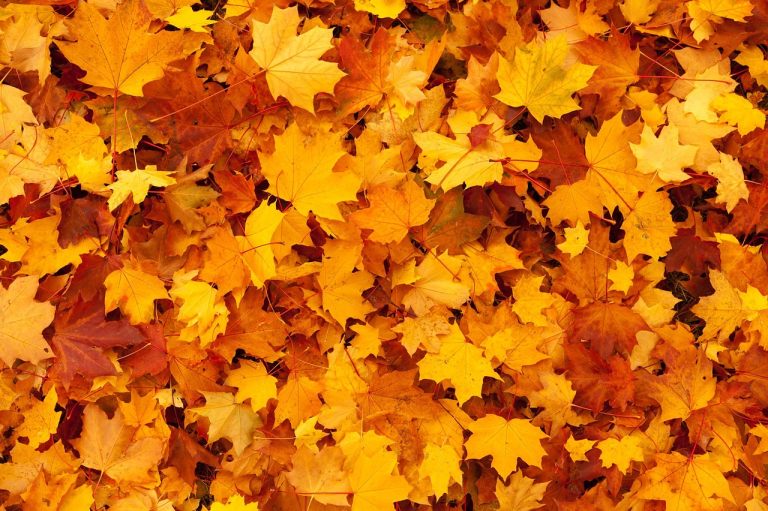 autumn-83761_1280